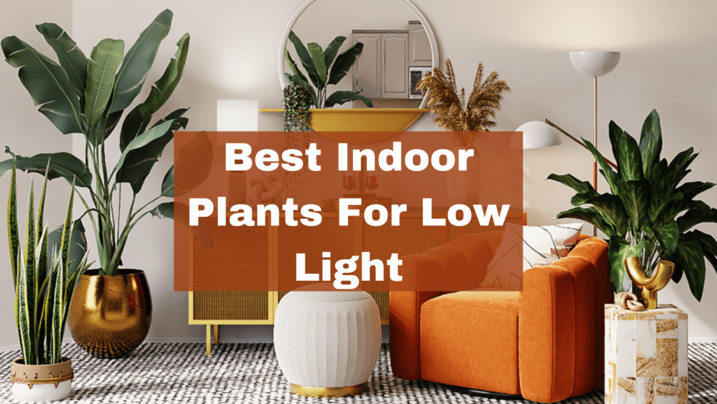 10 Best Indoor Plants For Low Light