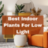 10 Best Indoor Plants For Low Light