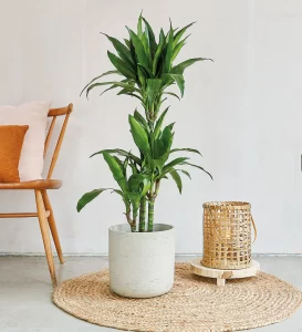 Dracaena indoor plant