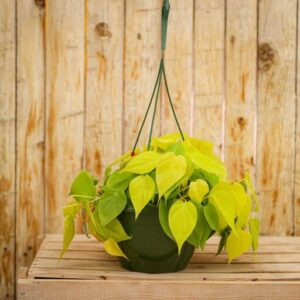 Heartleaf Philodendron