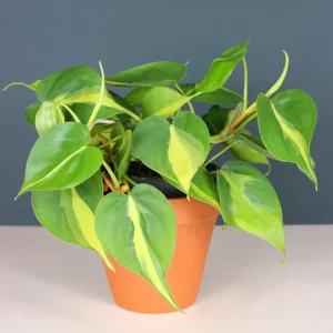 Philodendron