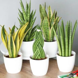 Snake Plant