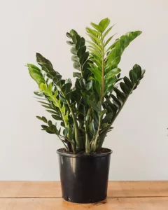 ZZ Plant